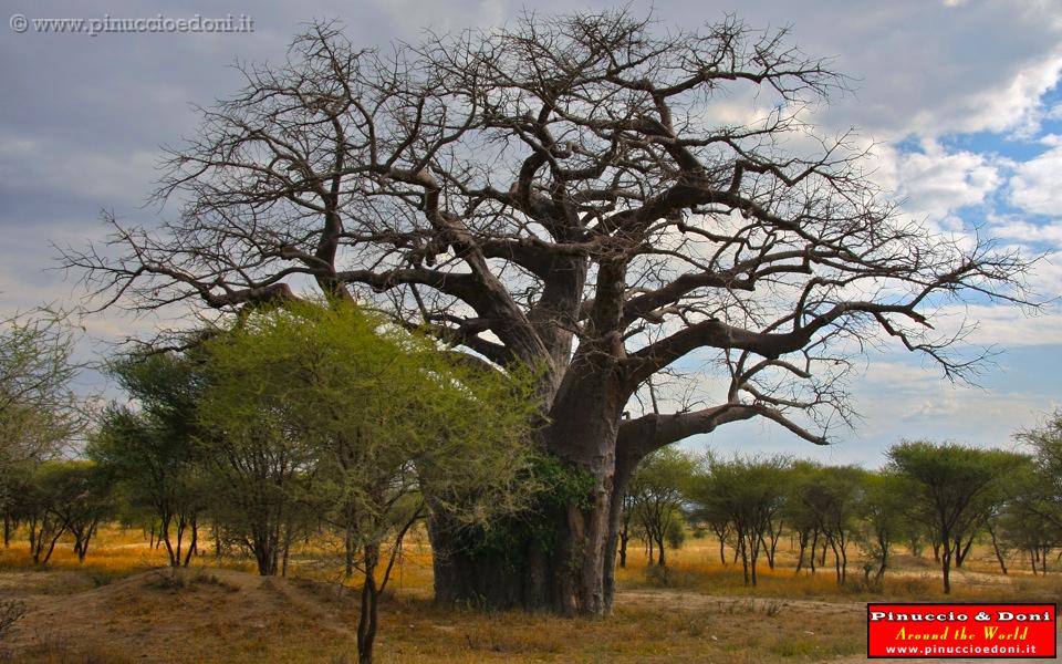 TANZANIA - Tarangire National Park - 01.jpg